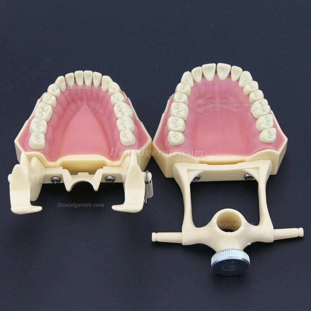 Dental Typodont Restorative Standardmodell M8014-2 Kompatibel mit Frasaco AG3 Modell